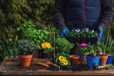 Îngrijire plante ornamentale