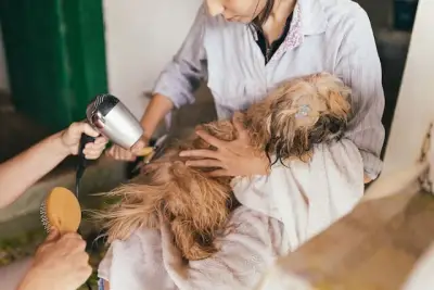 Cosmetică canină