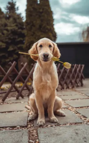 Dresaj canin